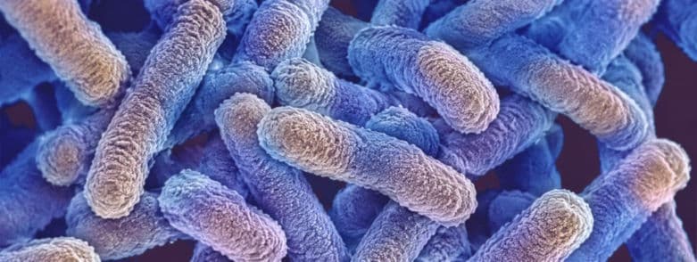 E-coli bakterier